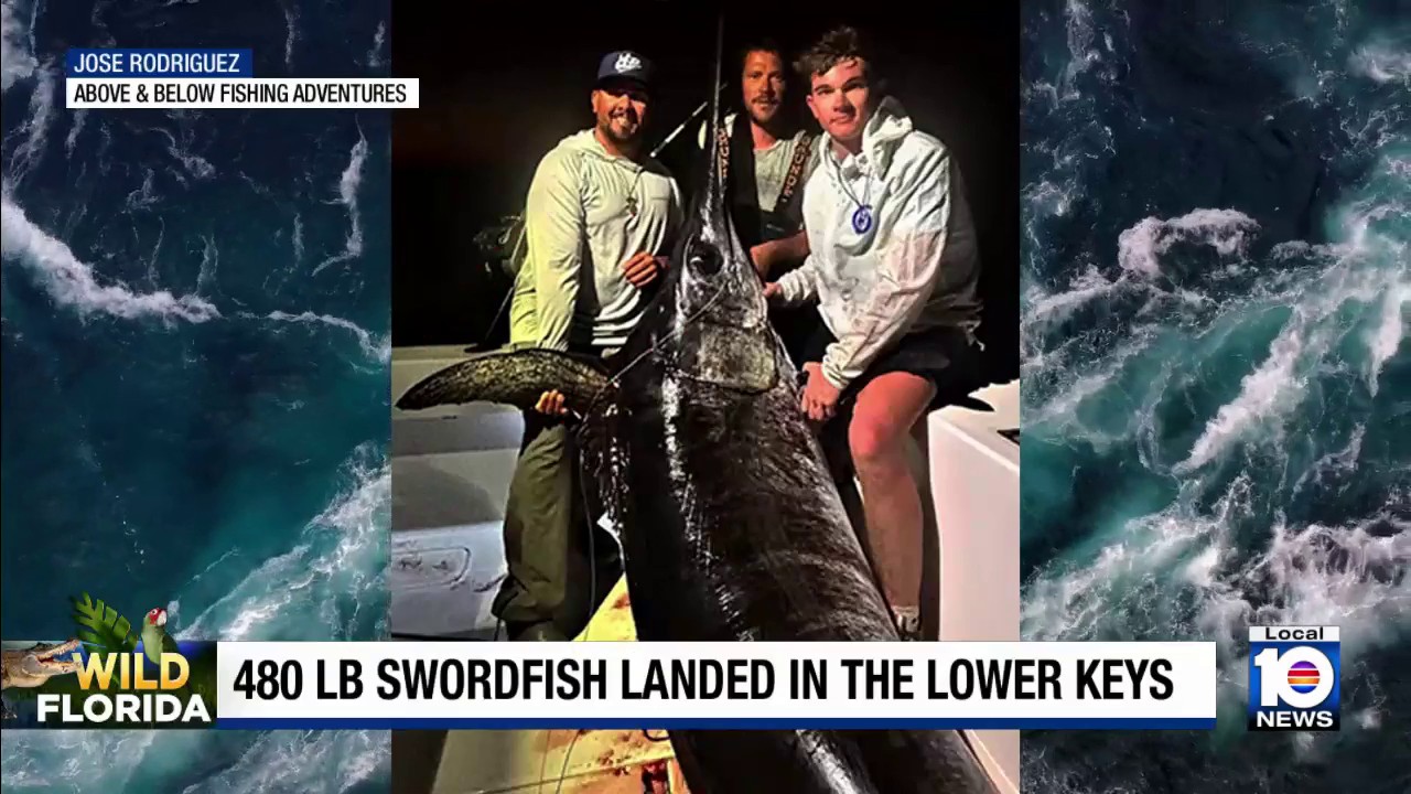 What a catch! Lower Keys captain snags 480-pound swordfish