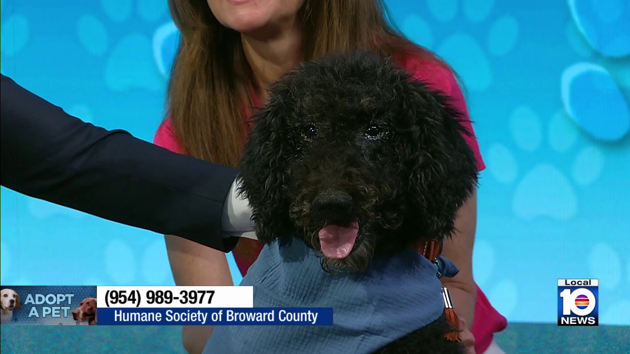 Theo, an 8-year-old poodle, awaits forever home at Humane Society
