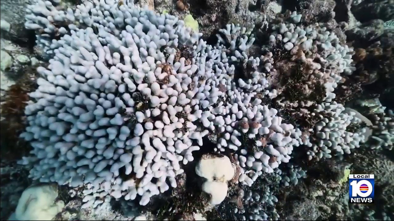 Racing to save Florida's coral reefs before another bleaching crisis