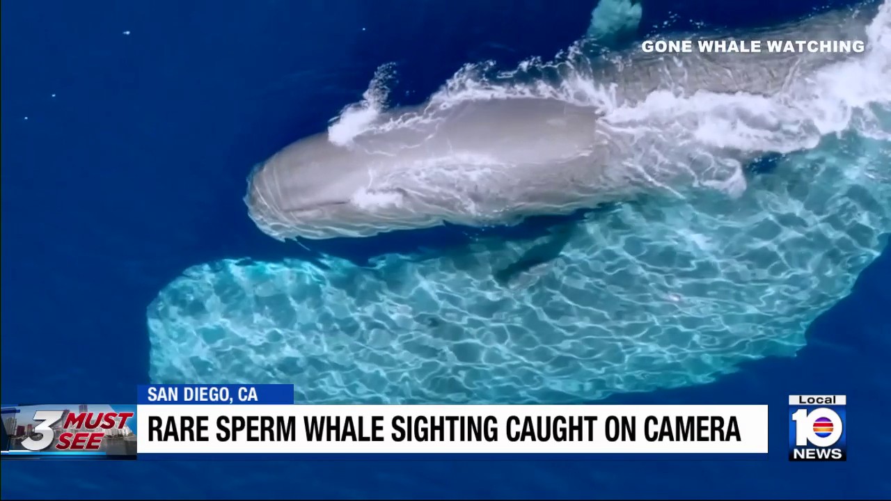 Rare sperm whale sighting caught on camera in San Diego